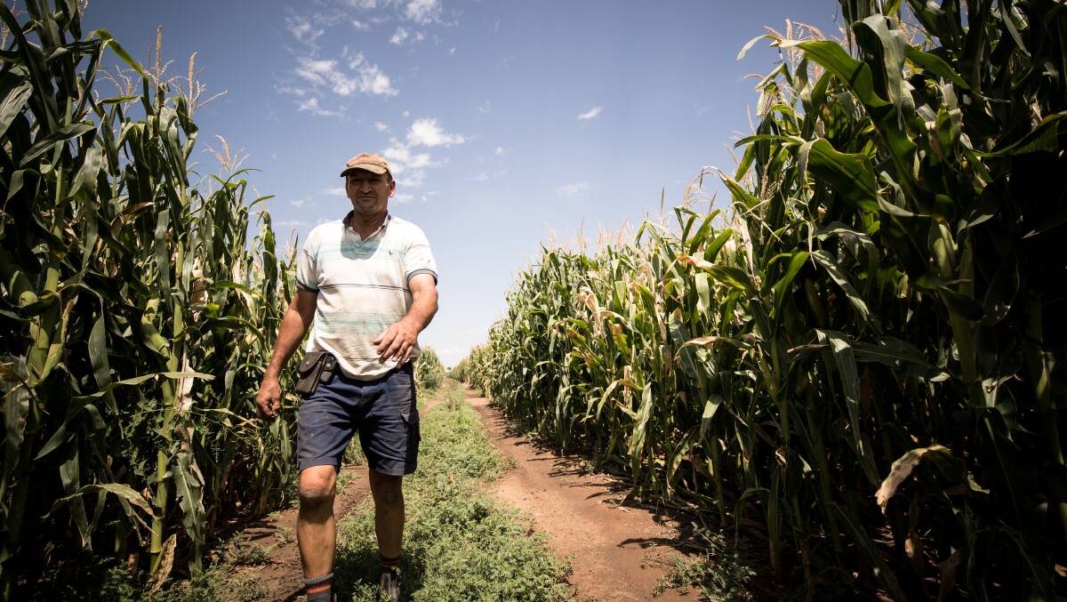 TOP CROP: Mr Middlebrook inspects his corn crop which is not far away from harvest.