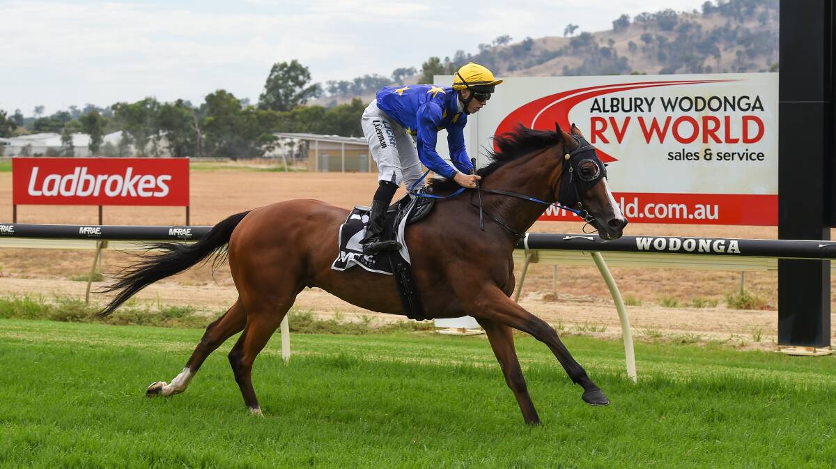 ON THE RISE: Doogans Rise scored his first win in just over 12 months at Wodonga on Monday. The veteran galloper is set to target the Adrian Ledger Memorial on Albury Gold Cup day. Picture: MARK JESSER