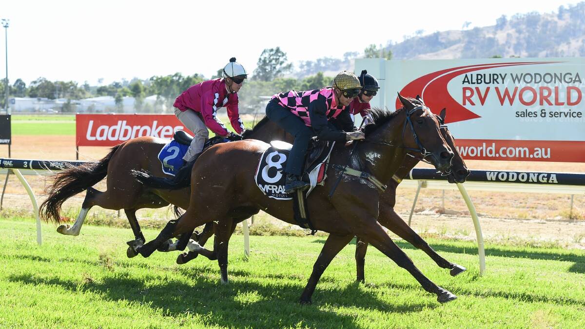 LOCAL HOPE: Willi Willi finished third in a trial at Wodonga yesterday behind the smart galloper Ashlor. Picture: MARK JESSER