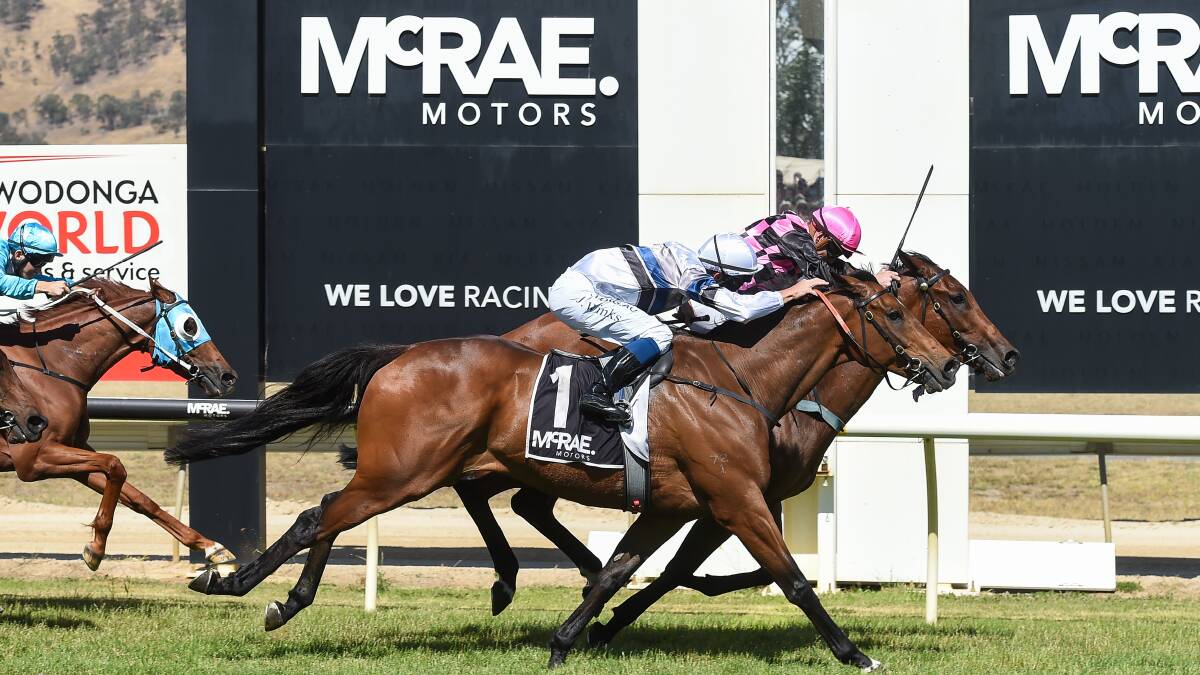 TIGHT: Spunlago (outside) and Willi Willi are set to renew their rivalry at Flemington today after little separated the pair in the Wodonga Gold Cup.