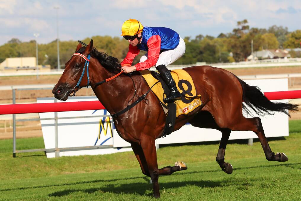 ON A GOLDEN PATH: Shaun Guymer guides Azaryah to victory in the MTC Country Cup at Wagga on Monday for Wagga trainer Trevor Sutherland. Picture: DAILY ADVERTISER