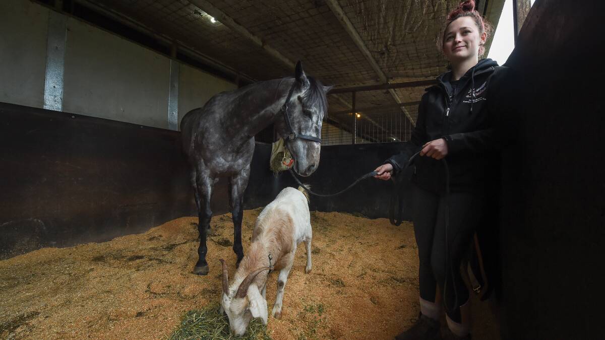 HAPPIER TIMES: The Mitch Beer-trained Mr Trump with his companion Janice the goat and stablehand Kaitlyn Broch last year. Mr Trump succumbed to a tendon injury over the Albury carnival and won't race again.