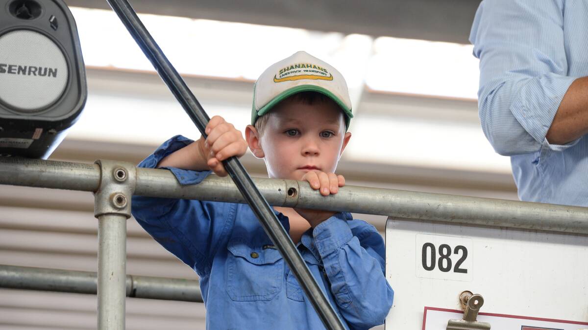 INTERESTED ONLOOKER: Jimmy Boers, 6 from Holbrook, was captivated by all the action at the sales at NVLX.