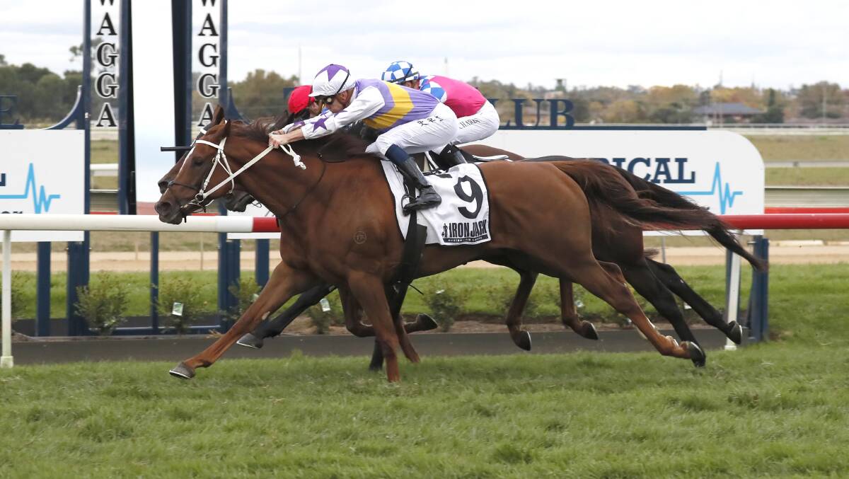 CLOSE CALL: Aleas, with Chad Schofield on board, gets the better of Dream Runner in Five Kingdom in a thrilling finish to the Wagga Gold Cup on Friday. Picture: DAILY ADVERTISER