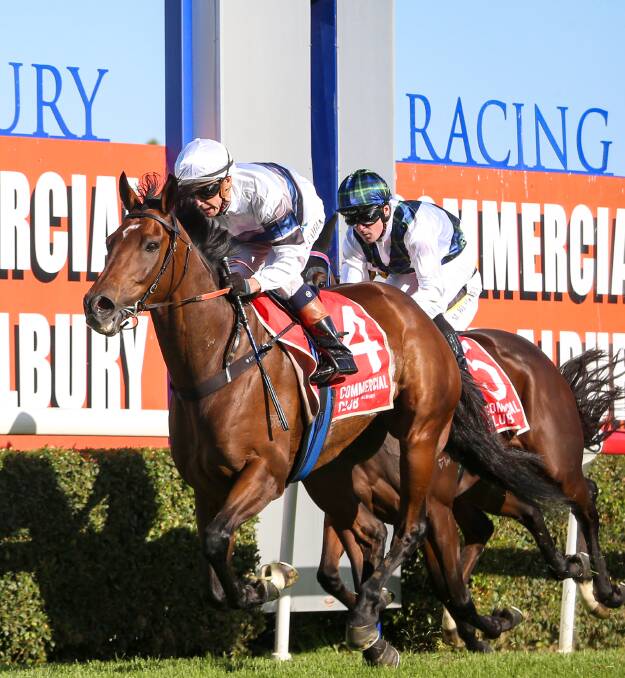 GOLDEN MOMENT: The Ron Stubbs-trained Spunlago winning the Albury Gold Cup in March with jockey Mathew Cahill aboard. Spunlago started as a $41-chance and handed Stubbs his second victory in the listed feature.