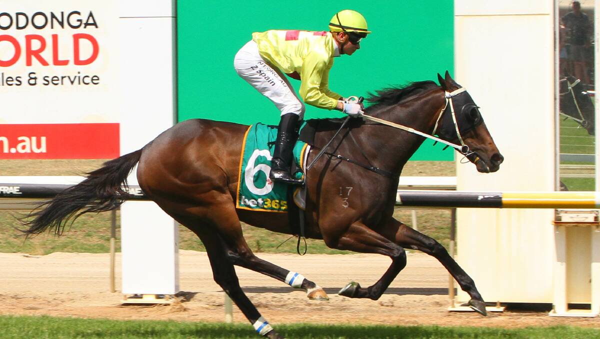 DOMINANT: Vungers scored an easy victory in the Wodonga Gold Cup with Zac Spain aboard and justify his favourite status. Picture: RACING PHOTOS