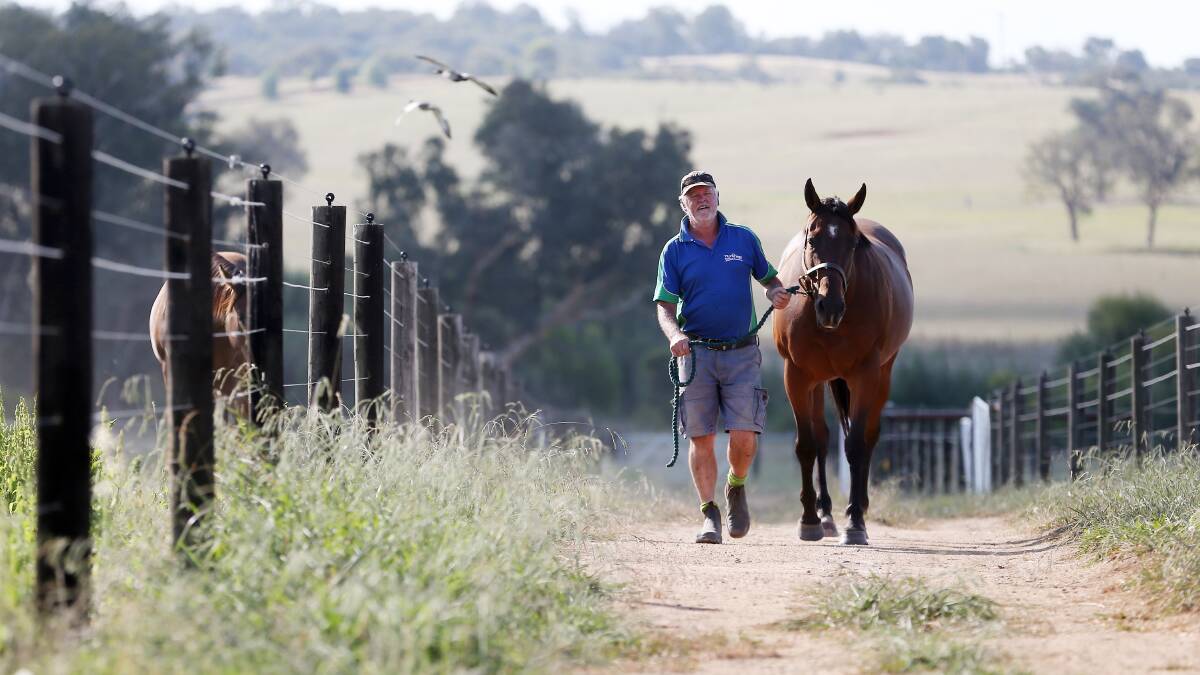 GOLDEN MOMENT: Border breeder Reg Ryan with Starlevie. Ryan is eagerly looking forward to tomorrow's Golden Slipper.