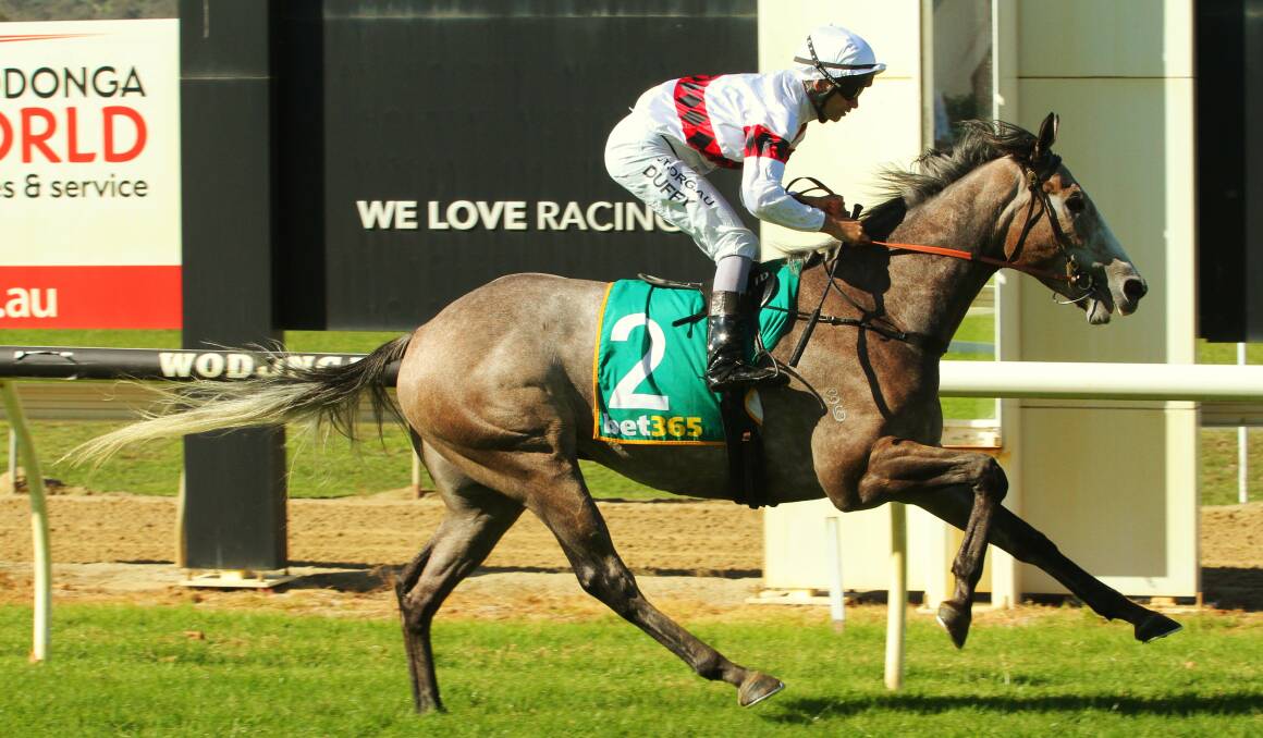 JOLLY GOOD WIN: The Henry Dwyer-trained Jolly Sailor salutes at Wodonga yesterday with Jake Duffy aboard. Picture: RACING PHOTOS
