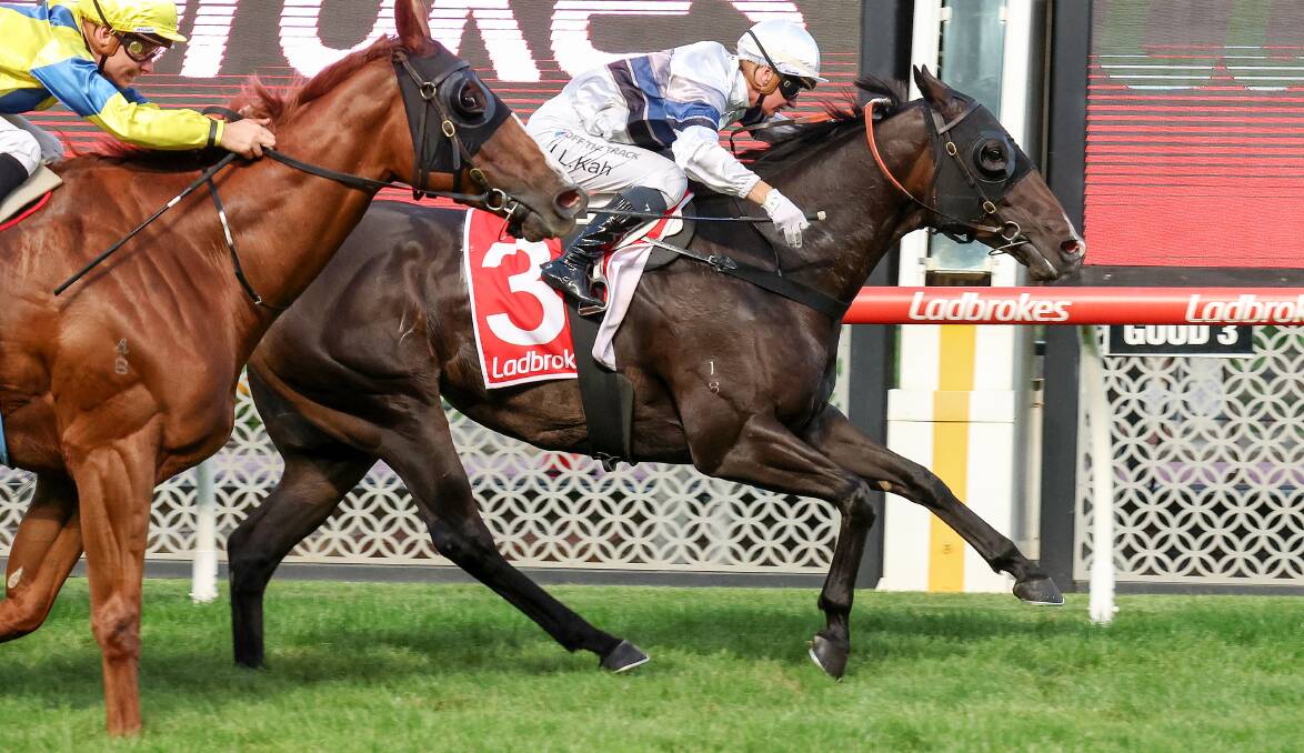 Sparring is a classy sprinter that won the Flat Knacker last year and has also won twice at Moonee Valley. Picture by Racing Photos