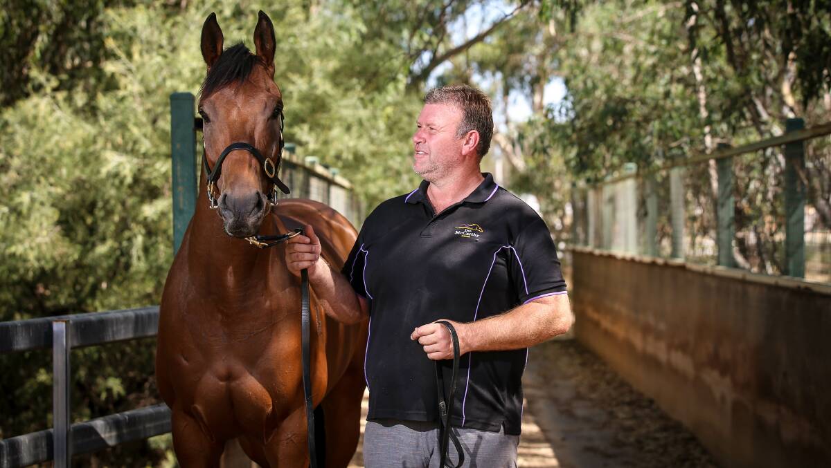SLICK SPRINTER: Trainer Dan McCarthy with Ashlor who will be targeting a home town victory in the Eldorado sprint at Wangaratta on Sunday.
