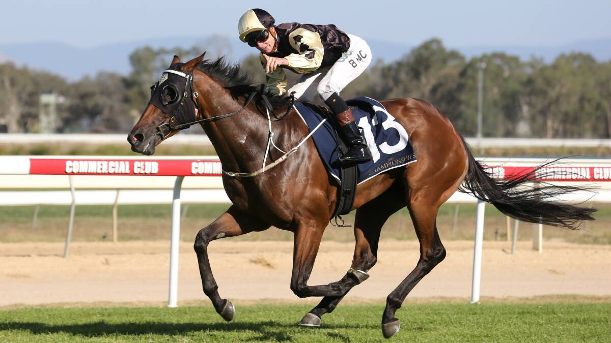 CRUISING: Bennelong Dancer was a runaway winner of the Country Championship qualifier at Albury last month.