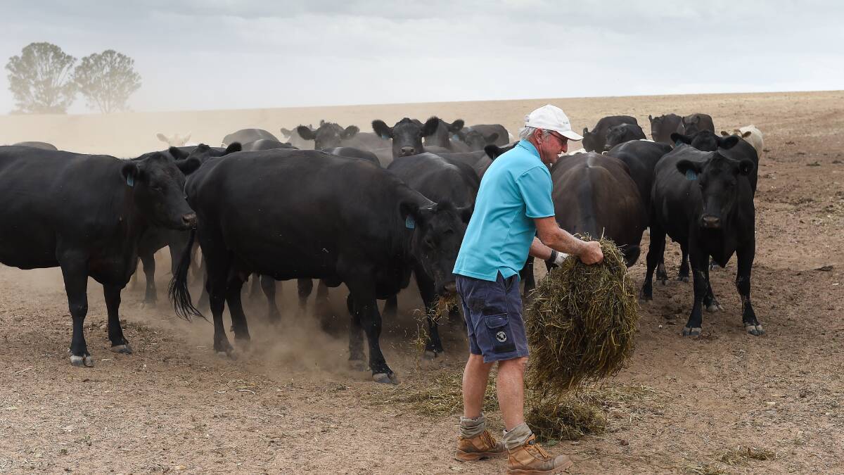 DRY AND DUSTY: Mr Gray has been hand feeding his cattle for several months with no end of the drought in sight. Picture: MARK JESSER