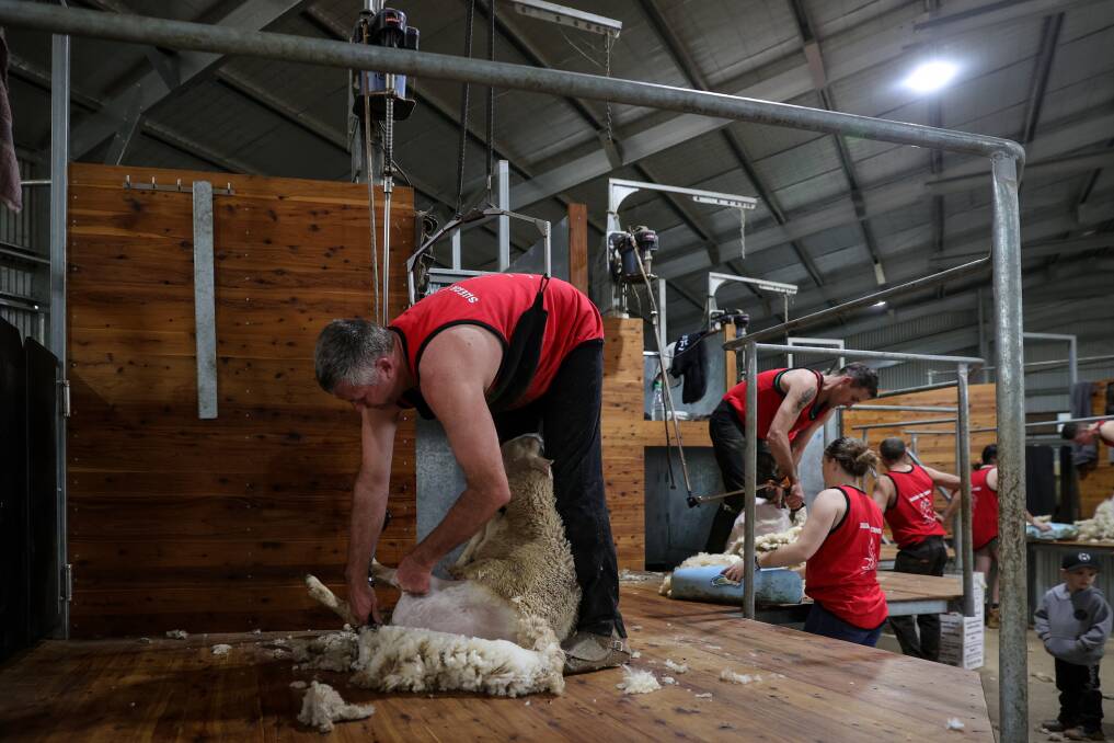 GETTING IT DONE: Troy Brendel was among the first shearers to teach the late Jacinta Beetson and was impressed by how quickly she improved. Mr Brendel was among the 30-strong group of shearers and staff at the Shear for Cinny event at Movern on Tuesday. Picture: JAMES WILTSHIRE