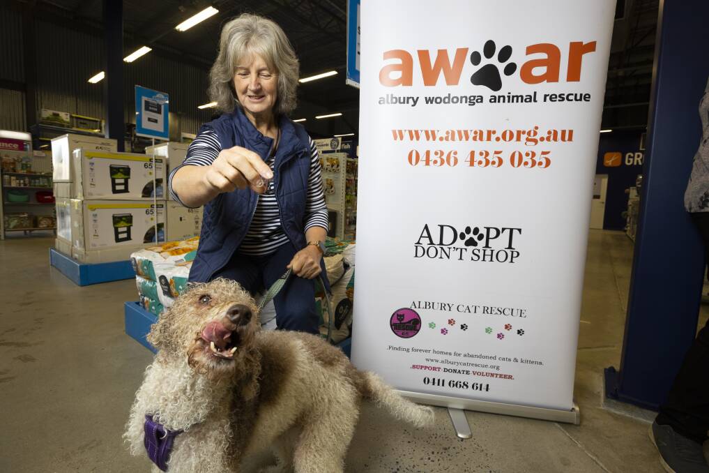 HAPPY DOG: Riely the Labradoodle with Albury Wodonga Animal Rescue's Lorraine Webb. Picture: ASH SMITH