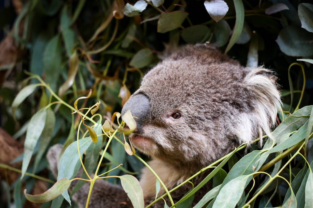 YOUR SAY: Time is running out to protect koalas from extinction
