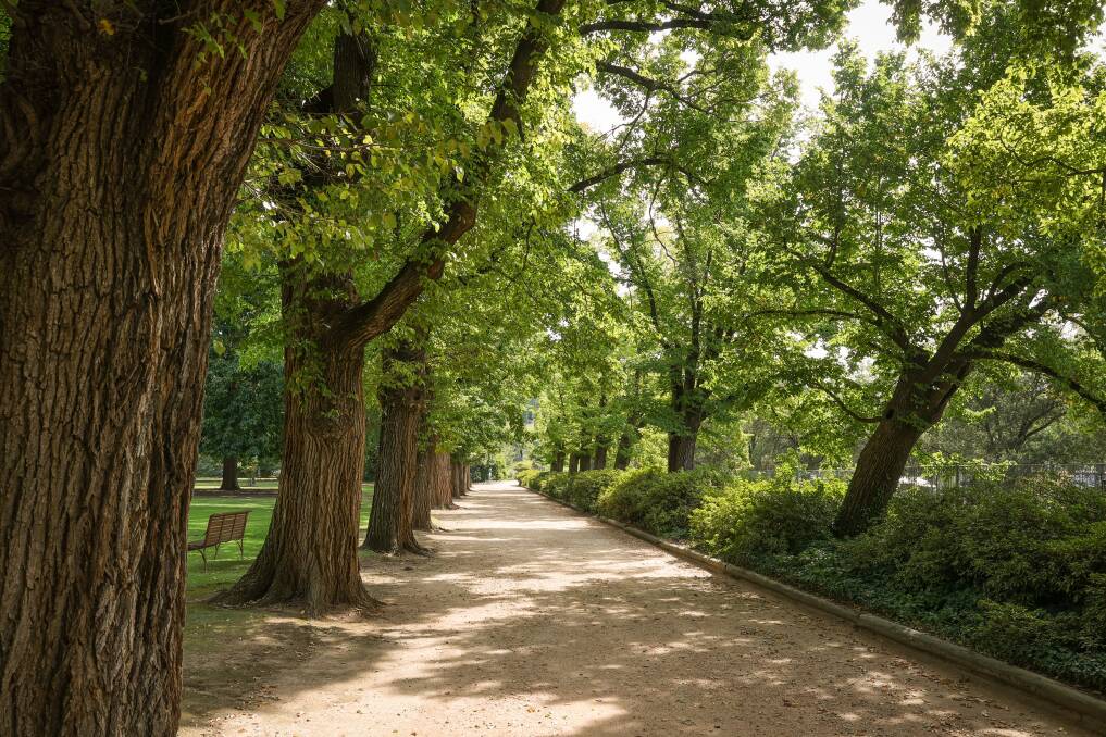 CHANGES: The avenue of elms at the Albury Botanic Gardens will be felled under Albury Council's draft botanic gardens master plan. Picture: JAMES WILTSHIRE