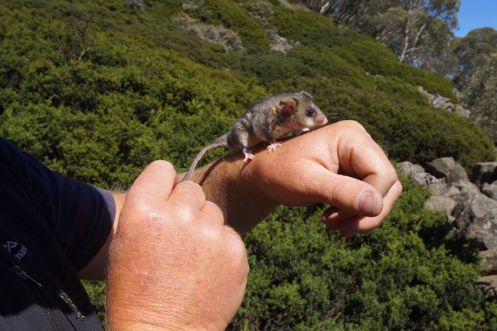 THREATENED: Mountain pygmy-possums live in parts of North East Victoria, but only about 2000 are left in the wild. Picture: NECMA
