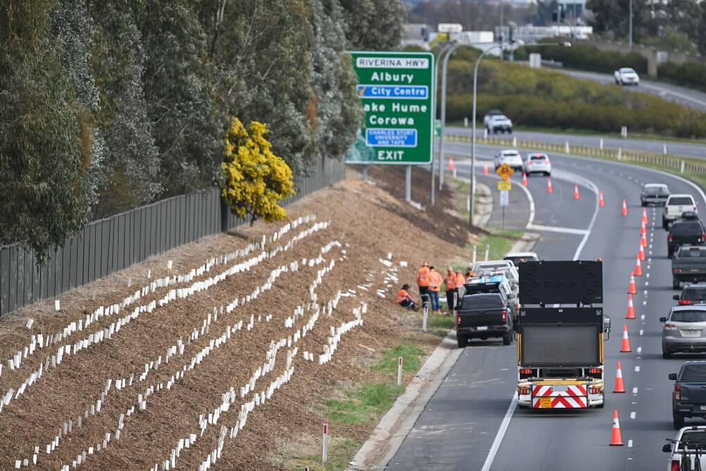 Tree planting took place on the Borella Road off-ramp of the Hume Highway in 2022 and will begin again on May 29. Picture by Mark Jesser