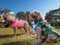 Miniature poodles Nala and Aflie, owned by Wodonga's Rochelle Clegg, could have been mistaken for dinosaurs at the 30th anniversary of RSPCA Albury's Million Paws Walk at Hovell Tree Park on Sunday, May 26. Picture by James Wiltshire
