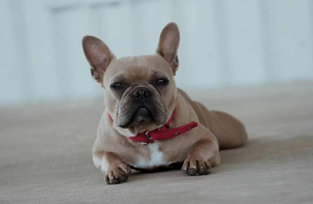French bulldog Reba was one of three dogs allegedly stolen from a Walbundrie property on April 2. Picture supplied