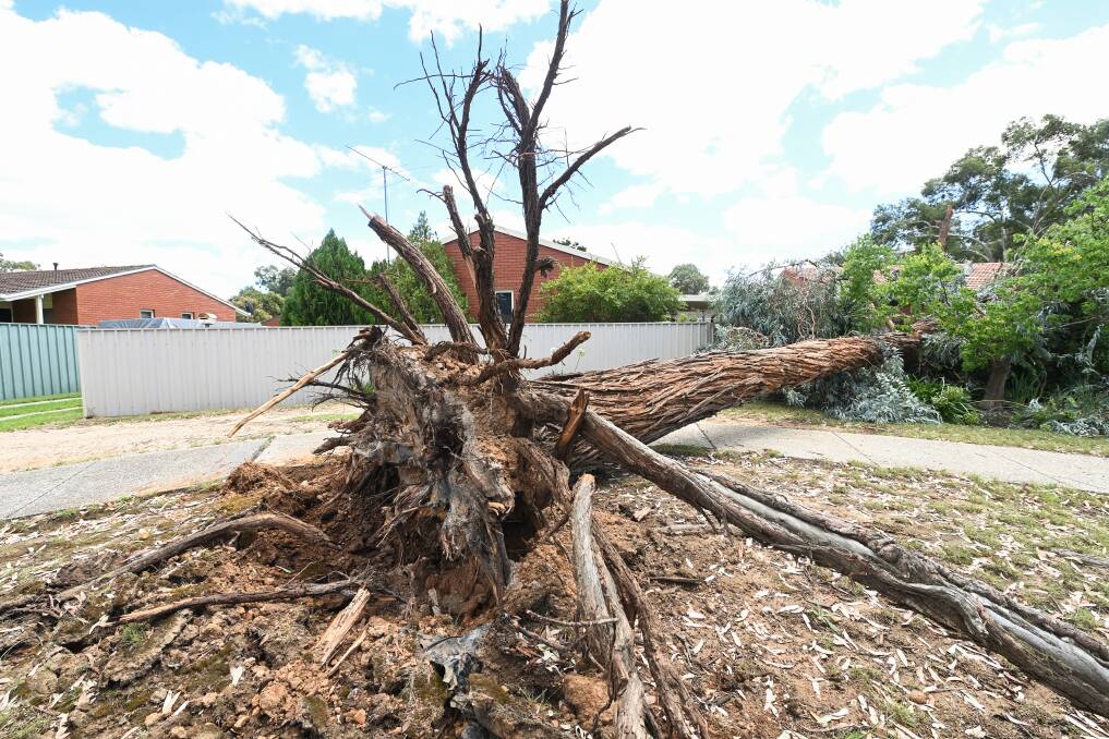 TREES DOWN: This was a familiar sight in Wodonga in January as major storms wreaked havoc on parts of the Border city. Picture: MARK JESSER