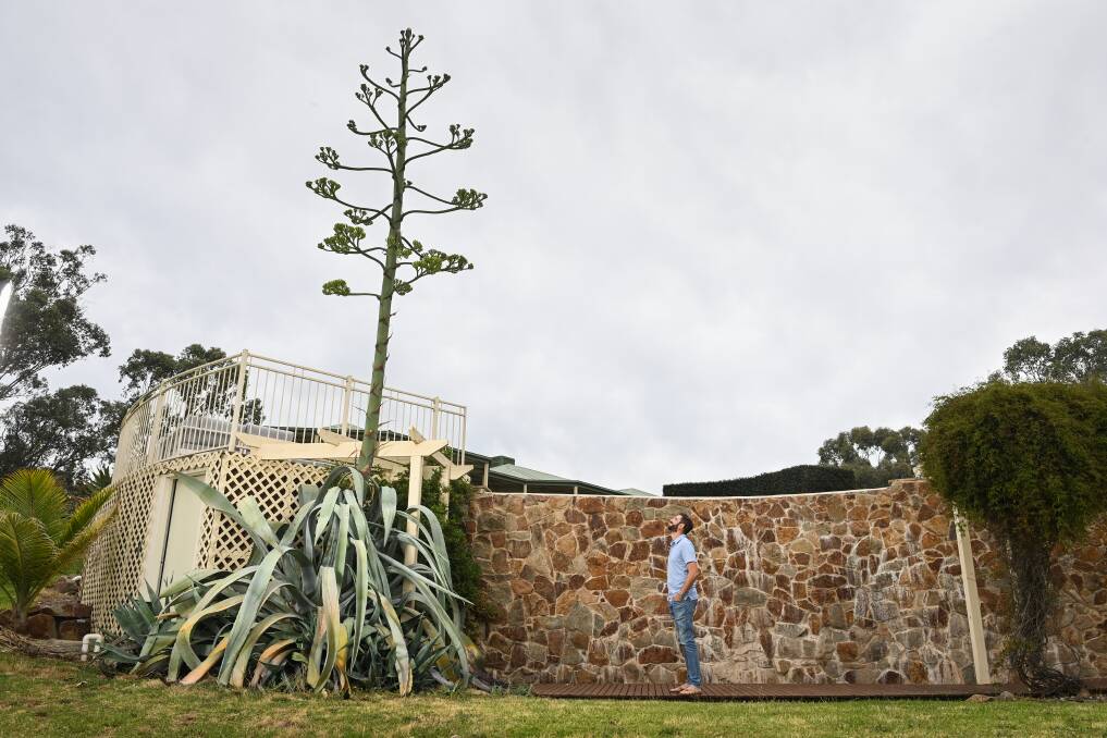 TAKING OFF: Wodonga resident Chase Gardner didn't expect to see this massive Agave Americana plant begin to bloom in his new front garden just days after he moved in. Picture: MARK JESSER