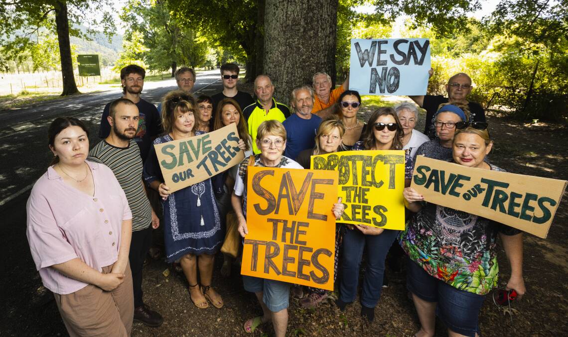 The proposed removal of elm trees at the entrance to Bright has drawn significant opposition from the community. Picture by Ash Smith