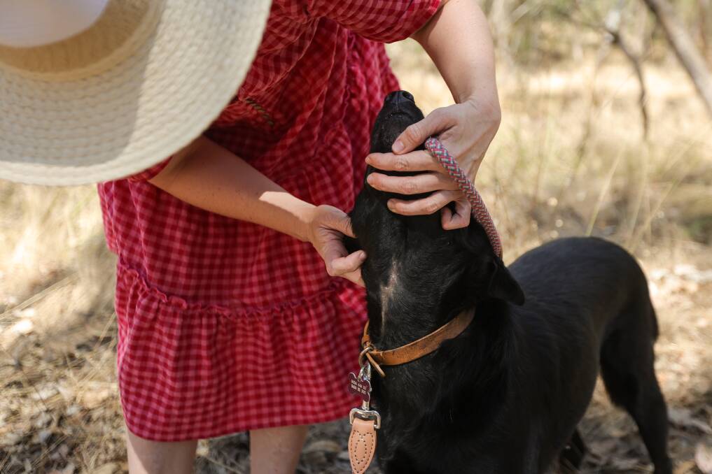 Sheila Smith's kelpie-border collie Remi was bitten on the neck by another dog in a 10-minute attack in Albury on February 1.