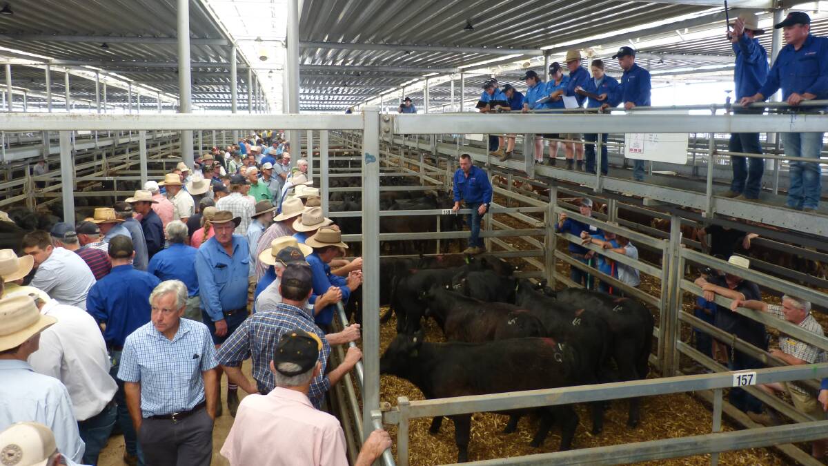 HOT DEMAND: Agents in Victoria's north-east say it will be a mixed bag in terms of how many cattle will be yarded across the various selling complexes.