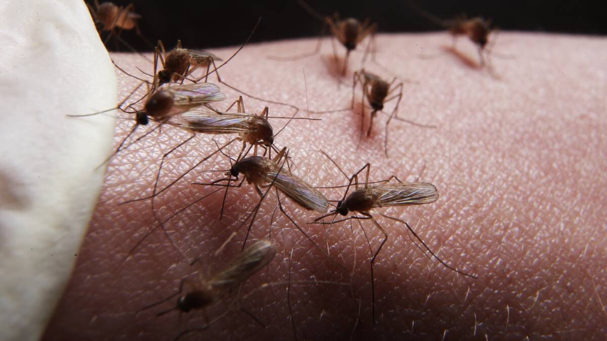 Look out, the mosquitos are coming to some bare skin near you