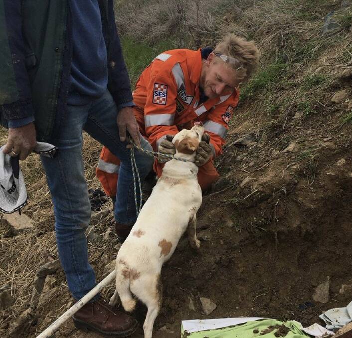 Rochester SES volunteer Ash Cunnington with the female fox terrier he rescued at Koyuga on Monday.