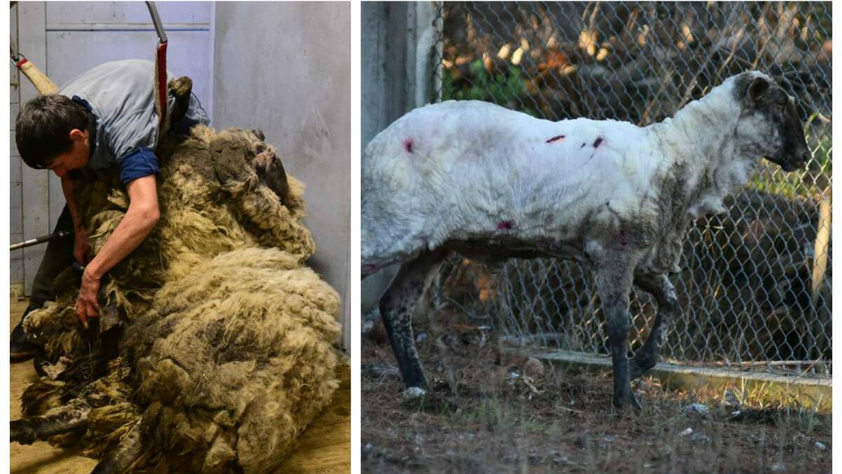 Cecil the sheep searches for a forever home in Tasmania