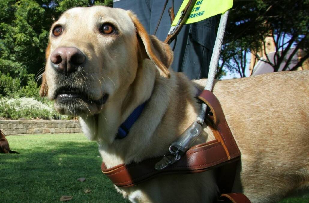 Attack on guide dog under investigation