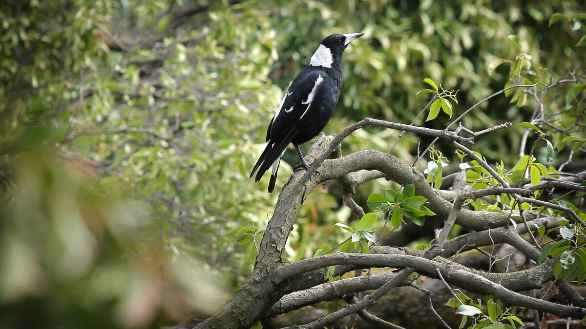 YOU SAY: It’s not OK to kill a magpie for doing what comes naturally