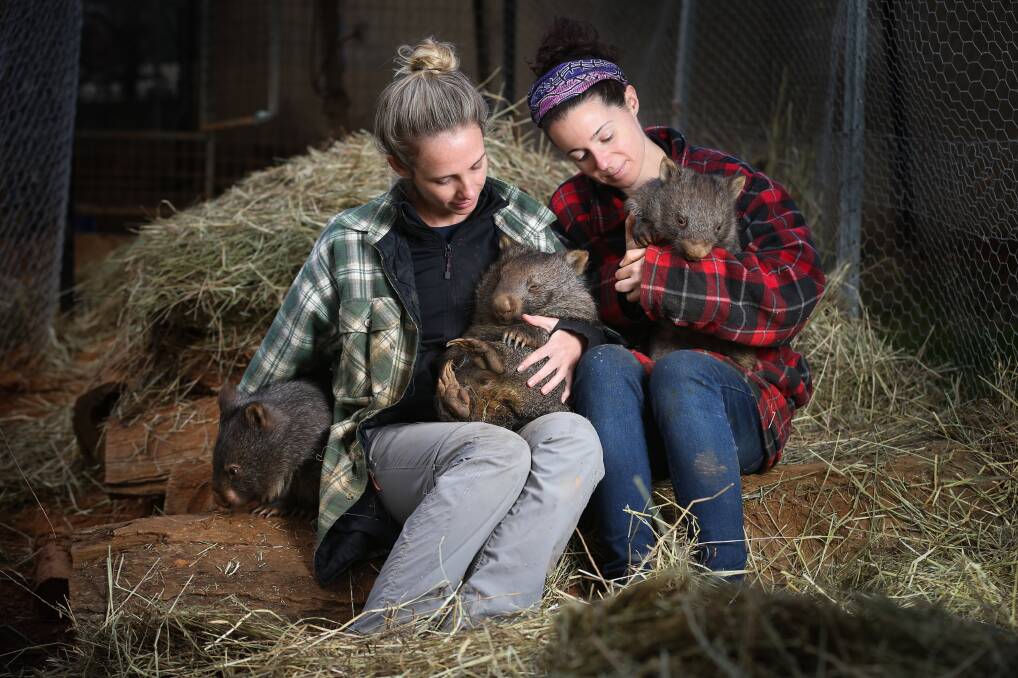 THEIR PASSION: Volunteers like Kangaloola's Brooke Aspinall and Melanie Martin care for injured native animals because of their passion, a reader says.
