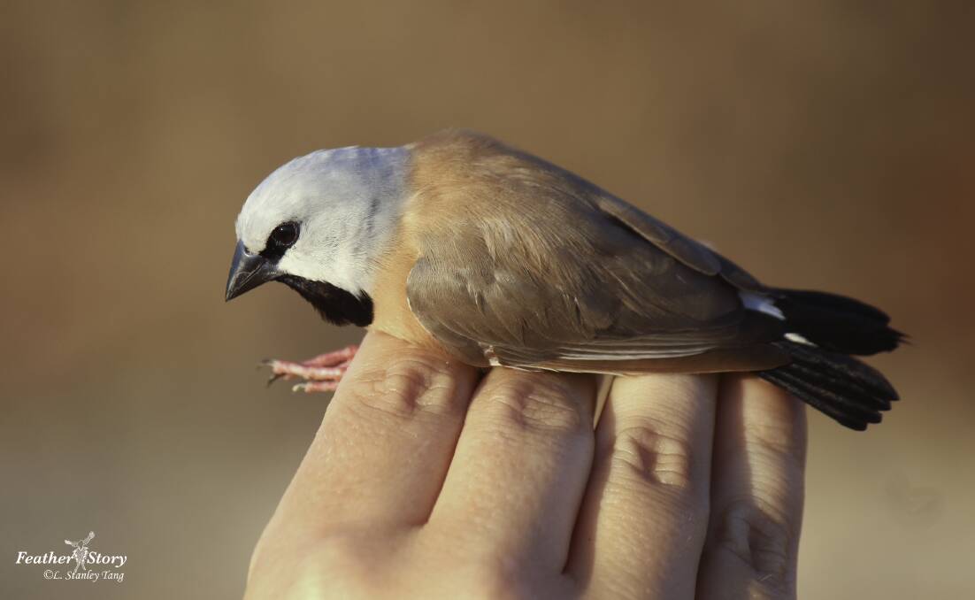YOUR SAY: What will Sussan do to save the Black Throated Finch?