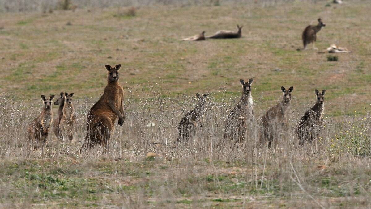 ROO ROO: A reader says it is time for Albury Council to take action on the proliferation of kangaroos, with a cull the only approach that will work.