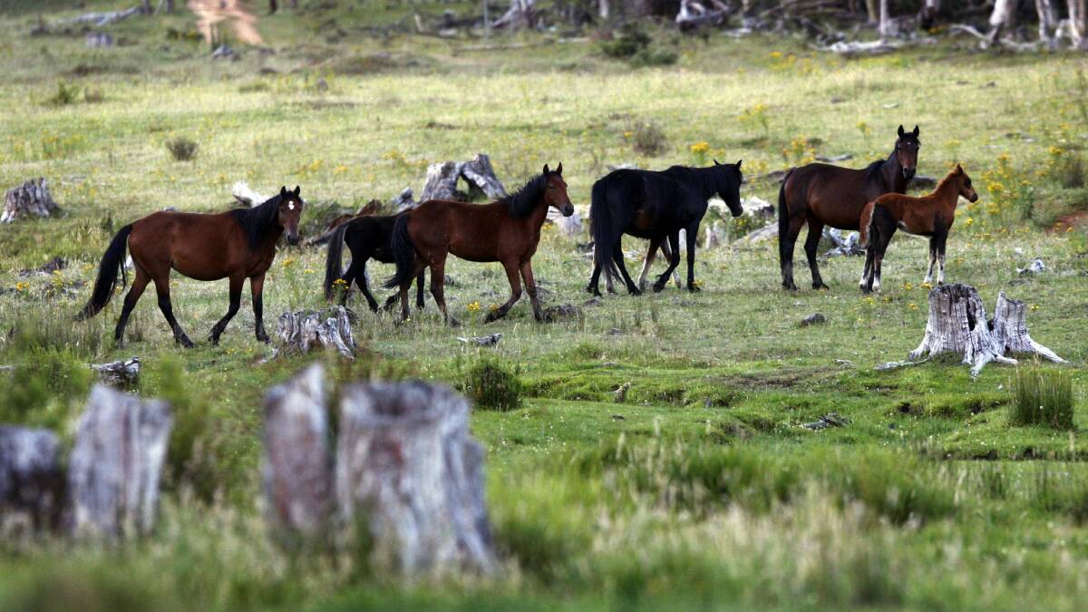 HISTORY: The president of the Mountain Cattlemens Association of Victoria wants to preserve brumbies in the Bogong High Plains. Email us: letters@bordermail.com.au