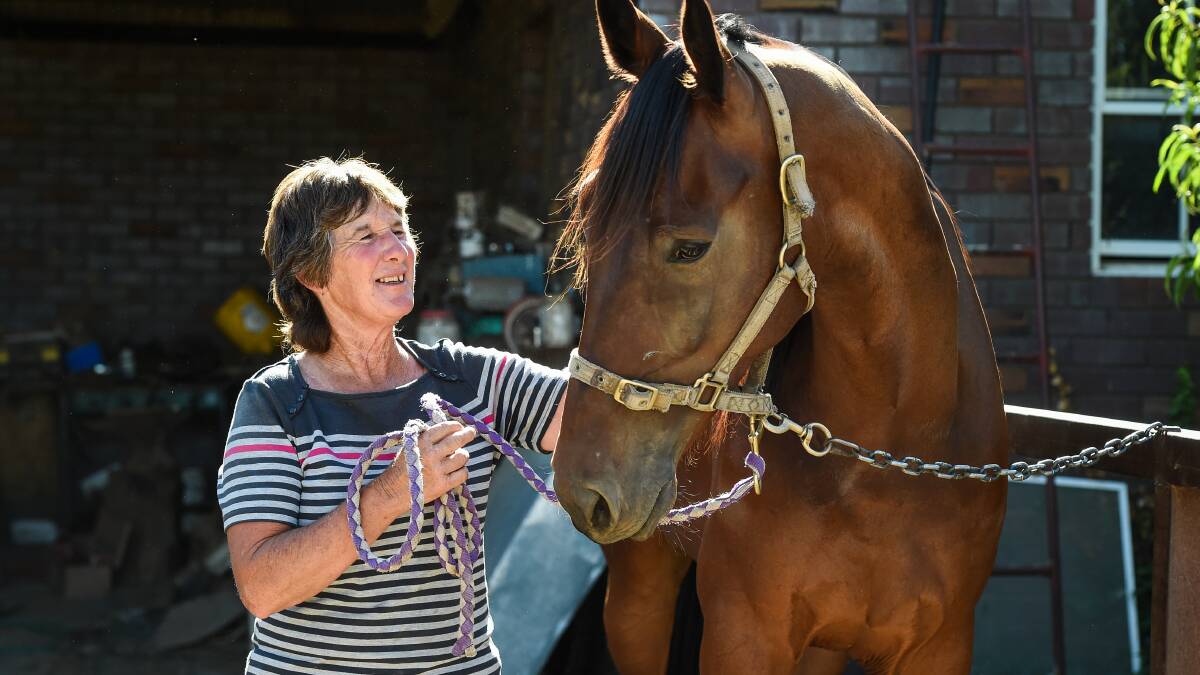 HE'S DONE EVERYTHING RIGHT:Jindera harness racing trainer Lyn Hancock hopes Jay Dee Zed can produce in a return from a near two-year spell. Picture: MARK JESSER