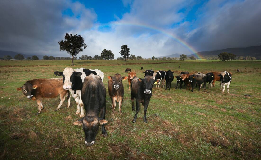 How's the serenity? A rainbow, sunshine and cows captured along the Kiewa Valley Highway. 