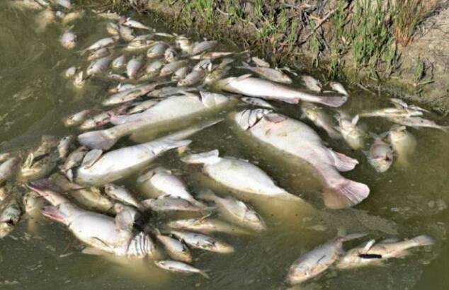 More than three million fish were estimated to have perished in the midst of a blue-green algal event, the Living Planet Index for Migratory Freshwater Fish estimates.