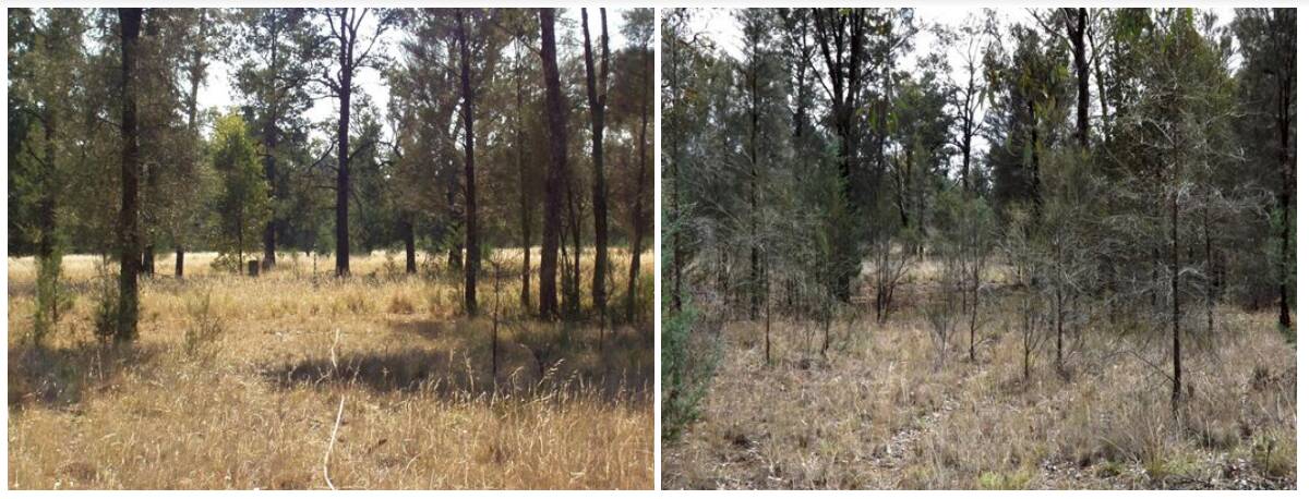 The Coreen Round Swamp TSR in 2005 (left) and in 2016 (right) after the Enriching biodiversity in the NSW Riverina Bioregion by managing the TSR Network for nature conservation project.
