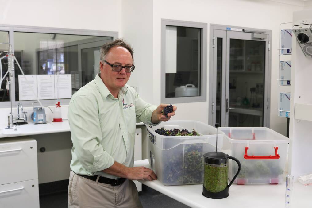 TESTS: National Wine and Grape Industry Centre director Leigh Schmidtke is assessing smoke-affected grapes from North East vineyards at Wangaratta. Picture: CHARLES STURT