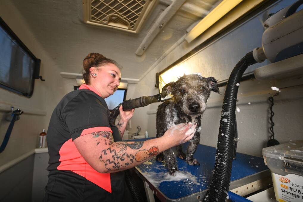 GO AHEAD: Furry friends like Beau are happy Kelsie Aldred and fellow dog groomers are able to work in Vic's lockdown. Picture: MARK JESSER