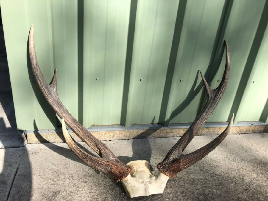 The deer antlers were seized 