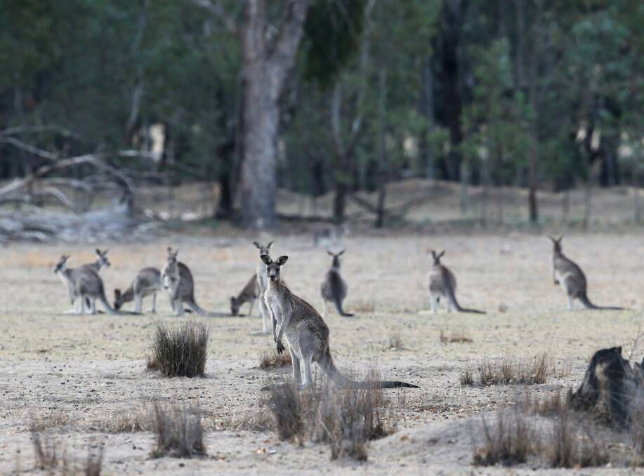 MONITORING: There's thousands of kangaroos in the Wodonga local government area, including about 1600 on Defence land at South Bandiana. Picture: KYLIE ESLER