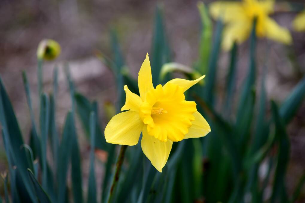 SYMBOL: The Cancer Council will be raising money online this year, rather than daffodils being sold in public.