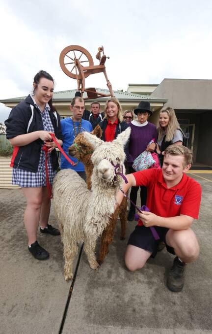 NEW FRIENDSHIP: Alpacas Ragamuffin and Neptune join Victory Lutheran College VCAL students to hand over a spinning wheel to Mercy Connect. Picture: KYLE ESLER