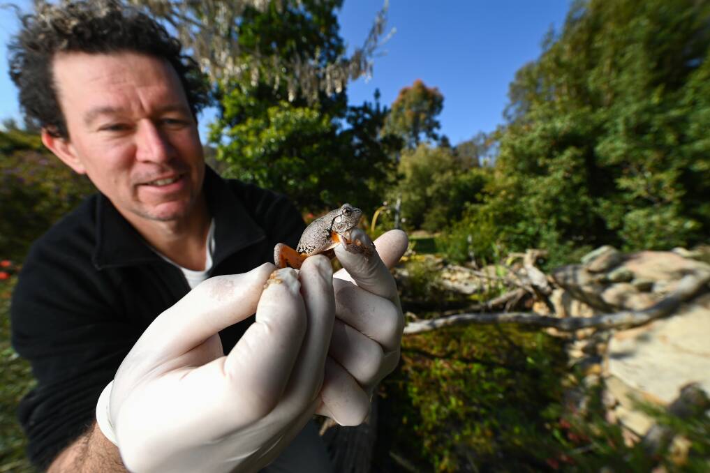 FROG FRIENDLY: Dave Hunter, holding a Peron's tree frog, will guide people in frog-pond-making at a Table Top garden for Gardens 4 Wildlife. Picture: MARK JESSER