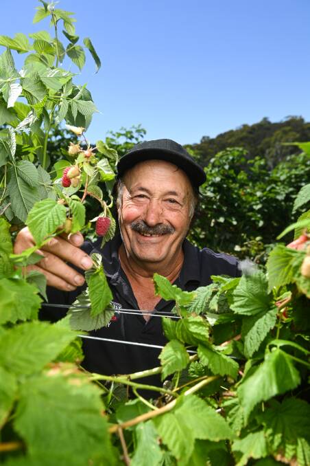 PERFECT: High Grove Berry Farm owner Tony Iaria says it's been a record year for his crops at the Stanley property after a wet 2021. Pictures: MARK JESSER